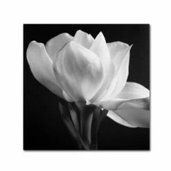Flash Sale đ Silver Orchid Crain Michael Harrison 'Gardenia' Canvas Art đ