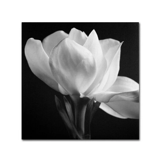 Flash Sale ๐ Silver Orchid Crain Michael Harrison 'Gardenia' Canvas Art ๐