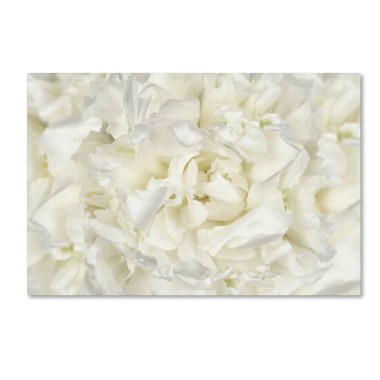 Cheapest đŻ Silver Orchid Crain Cora Niele 'White Peony Flower' Canvas Art â¤ď¸ 3 Cheapest đŻ Silver Orchid Crain Cora Niele 'White Peony Flower' Canvas Art â¤ď¸