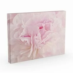 Flash Sale 👏 Silver Orchid Cora Niele's 'Peony Macro' Gallery Wrapped Canvas ✨